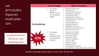 Tipo de hongos Agentes etiológicos
Eumicetomas
• Por hongos
negros o
feohifomicetos
(forman granos
negros)
• Madurella mycetomatis
• Madurella grisea
• Leptosphaeria senegalensis
• Leptosphaeria tompkinsii
• Pyrenochaeta romeroi
• Cladophialophora bantiana
• Cladophialophora mycetomatis
• Curvularia lunata
• Curvularia geniculata
• Exophiala jeanselmei
• Phialophora verrucosa
• Phaeoacremonium parasiticum
• Phialophora cyanescens
• Por hongos
blancos
hialohifomicetos
(forman granos
blancos)
• Pseudallescheria boydii
• Acremonium falciforme
• Acremonium kiliense
• Acremonium recifei
• Fusarium moniliforme
• Fusarium solani
• Aspergillus nidulans
• Aspergillus flavus
• Cylindrocarpon cyanescens
• Dermatofitos (T. rubrum, M. audouinii, M. canis)
40%
Bonifaz A. Micología médica básica. 4th Ed. 2012. McGraw Hill.
La presentación
clínica es casi
indistinguible
Las
principales
especies
implicadas
son:
 
