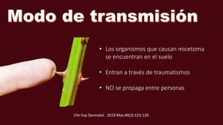 • Los organismos que causan micetoma
se encuentran en el suelo
• Entran a través de traumatismos
• NO se propaga entre personas
Clin Exp Dermatol . 2019 Mar;44(2):123-129.
 