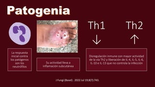 Th1
↓
Th2
↑
La respuesta
inicial contra
los patógenos
son los
neutrófilos
Su actividad lleva a
inflamación subcutánea
Disregulación inmune con mayor actividad
de la vía Th2 y liberación de IL-4, IL-5, IL-6,
IL-10 e IL-13 que no controla la infección
J Fungi (Basel) . 2022 Jul 19;8(7):743.
 