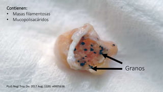 PLoS Negl Trop Dis. 2017 Aug; 11(8): e0005638.
Granos
Contienen:
• Masas filamentosas
• Mucopolisacáridos
 