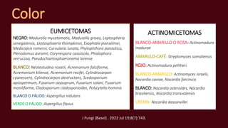 EUMICETOMAS
NEGRO: Madurella mycetomatis, Madurella grisea, Leptospheria
senegalensis, Leptosphaeria thompkinsii, Exophiala jeanselmei,
Medicopsis romeroi, Curvularia lunata, Phytophthora parasitica,
Plenodomus avramii, Corynespora cassiicola, Phialophora
verrucosa, Pseudochaetosphaeronema larense
BLANCO: Neotestudina rosatii, Acremonium falciforme,
Acremonium kiliense, Acremonium recifei, Cylindrocarpon
cyanescens, Cylindrocarpon destructans, Scedosporium
apiospermum, Fusarium oxysoprum, Fusarium solani, Fusarium
moniliforme, Cladosporium cladosporioides, Polycytella hominis
BLANCO O PÁLIDO: Aspergillus nidulans
VERDE O PÁLIDO: Aspergillus flavus
ACTINOMICETOMAS
BLANCO-AMARILLO O ROSA: Actinomadura
madurae
AMARILLO-CAFÉ: Streptomyces somaliensis
ROJO: Actinomadura pellitieri
BLANCO-AMARILLO: Actinomyces israelii,
Nocardia caviae, Nocardia farcinica
BLANCO: Nocardia asteroides, Nocardia
brasiliensis, Nocardia transvalensis
CREMA: Nocardia dassonvillei
J Fungi (Basel) . 2022 Jul 19;8(7):743.
 
