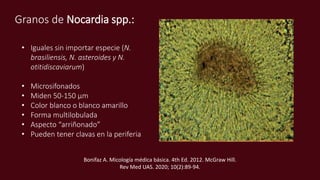 Granos de Nocardia spp.:
• Iguales sin importar especie (N.
brasiliensis, N. asteroides y N.
otitidiscaviarum)
• Microsifonados
• Miden 50-150 μm
• Color blanco o blanco amarillo
• Forma multilobulada
• Aspecto “arriñonado”
• Pueden tener clavas en la periferia
Bonifaz A. Micología médica básica. 4th Ed. 2012. McGraw Hill.
Rev Med UAS. 2020; 10(2):89-94.
 