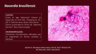 Nocardia brasiliensis
CULTIVO:
Crece en agar Sabouraud. Colonia se
desarrolla en 8-10 días. Temperatura: 25-
28° C. Colonias secas, duras, color blanco
Forma acuminada en forma de “palomita
de maíz”. Olor a tierra mojada
MICROMORFOLOGÍA:
Filamentos microsifonados, tabicados, que
se fragmentan en formas cocoides y
bacilares
Bonifaz A. Micología médica básica. 4th Ed. 2012. McGraw Hill.
Rev Med UAS. 2020; 10(2):89-94.
 