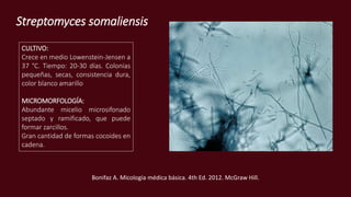 Streptomyces somaliensis
CULTIVO:
Crece en medio Lowenstein-Jensen a
37 °C. Tiempo: 20-30 días. Colonias
pequeñas, secas, consistencia dura,
color blanco amarillo
MICROMORFOLOGÍA:
Abundante micelio microsifonado
septado y ramificado, que puede
formar zarcillos.
Gran cantidad de formas cocoides en
cadena.
Bonifaz A. Micología médica básica. 4th Ed. 2012. McGraw Hill.
 