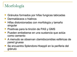 Morfología Gránulos formados por hifas fungicas tabicadas Dermatiáceos o hialinos Hifas distorsionadas con morfología y tamaño singular Positivas para la tinción de PAS y GMS Pueden embeberse en una sustancia que actúa como cemento A menudo se observan clamidoconidias esféricas de pared gruesa Se encuentra Splendore-Hoeppli en la periferia del gránulo 