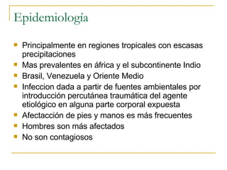 Epidemiología Principalmente en regiones tropicales con escasas precipitaciones Mas prevalentes en áfrica y el subcontinente Indio Brasil, Venezuela y Oriente Medio Infeccion dada a partir de fuentes ambientales por introducción percutánea traumática del agente etiológico en alguna parte corporal expuesta Afectacción de pies y manos es más frecuentes Hombres son más afectados No son contagiosos 