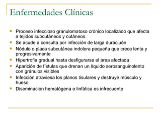 Enfermedades Clínicas Proceso infeccioso granulomatoso crónico localizado que afecta a tejidos subcutáneos y cutáneos. Se acude a consulta por infección de larga duraciuón Nódulo o placa subcutánea indolora pequeña que crece lenta y progresivamente Hipertrofia gradual hasta desfigurarse el área afectada  Aparición de fístulas que drenan un líquido serosanguinolento con gránulos visibles Infección atraviesa los planos tisulares y destruye músculo y hueso Diseminación hematógena o linfática es infrecuente  