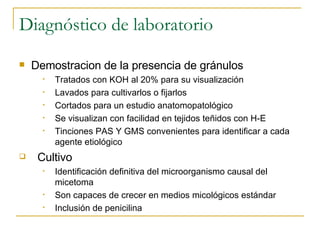 Diagnóstico de laboratorio Demostracion de la presencia de gránulos Tratados con KOH al 20% para su visualización Lavados para cultivarlos o fijarlos Cortados para un estudio anatomopatológico Se visualizan con facilidad en tejidos teñidos con H-E Tinciones PAS Y GMS convenientes para identificar a cada agente etiológico Cultivo  Identificación definitiva del microorganismo causal del micetoma Son capaces de crecer en medios micológicos estándar Inclusión de penicilina 
