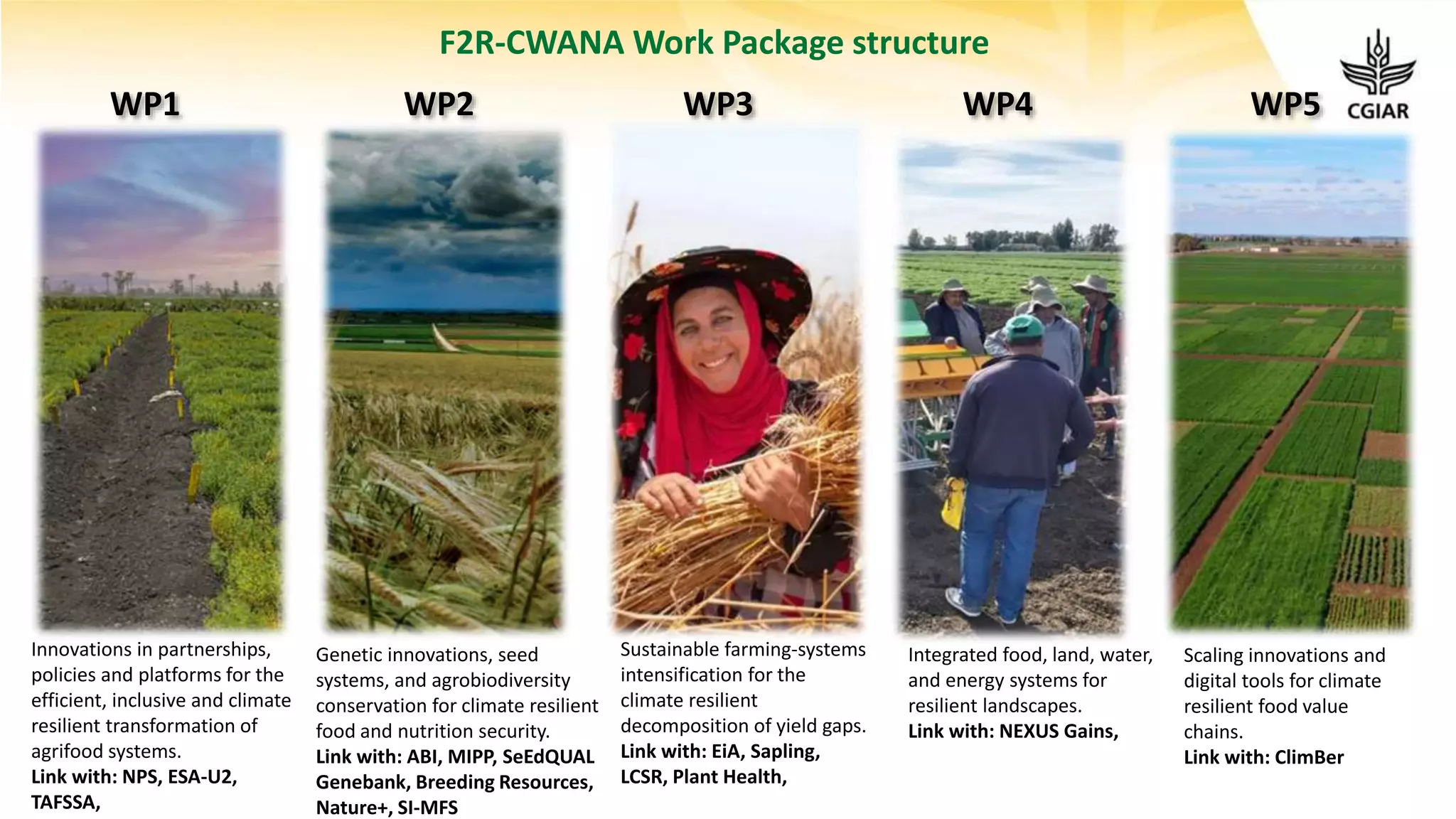 WP2 WP3 WP4 WP5
WP1
Genetic innovations, seed
systems, and agrobiodiversity
conservation for climate resilient
food and nutrition security.
Link with: ABI, MIPP, SeEdQUAL
Genebank, Breeding Resources,
Nature+, SI-MFS
Innovations in partnerships,
policies and platforms for the
efficient, inclusive and climate
resilient transformation of
agrifood systems.
Link with: NPS, ESA-U2,
TAFSSA,
Sustainable farming-systems
intensification for the
climate resilient
decomposition of yield gaps.
Link with: EiA, Sapling,
LCSR, Plant Health,
Integrated food, land, water,
and energy systems for
resilient landscapes.
Link with: NEXUS Gains,
Scaling innovations and
digital tools for climate
resilient food value
chains.
Link with: ClimBer
F2R-CWANA Work Package structure
 
