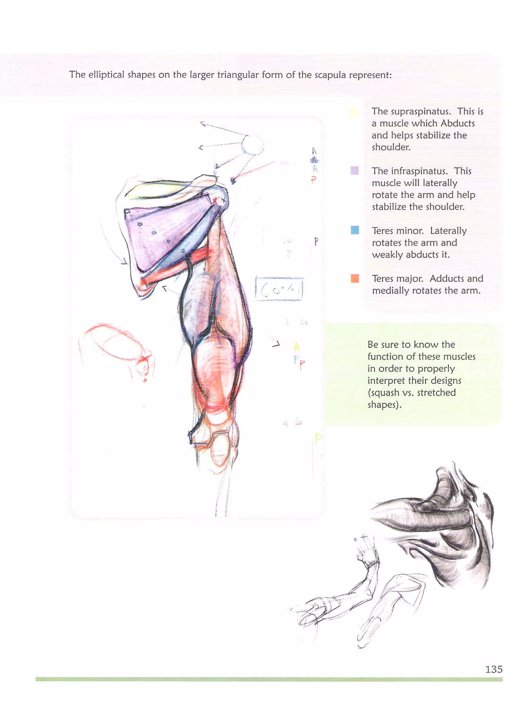 Michael hampton  figure drawing - design and invention