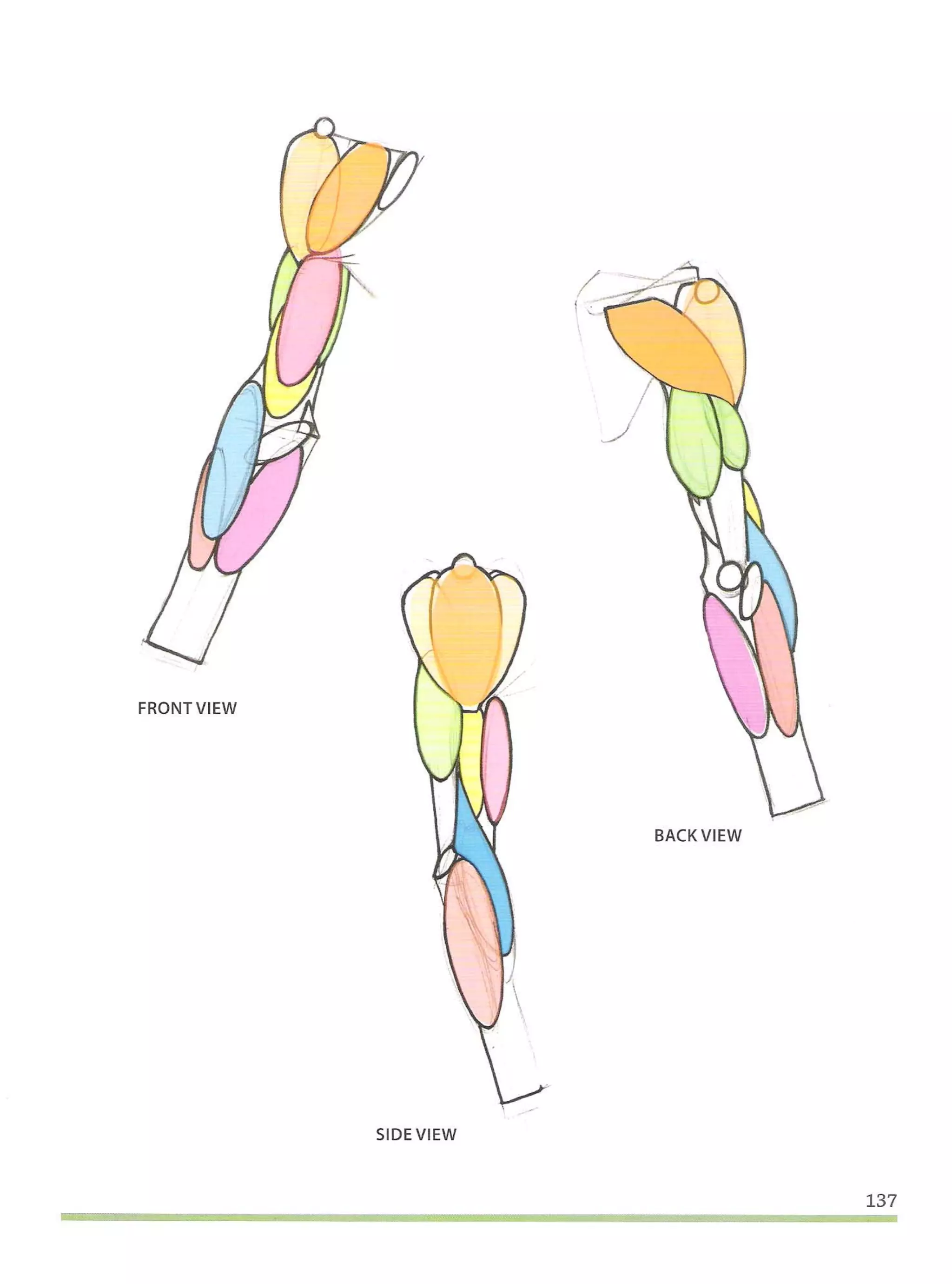 Michael hampton  figure drawing - design and invention
