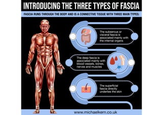 Introducing the Three Types of Fascia