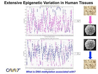 Extensive Epigenetic Variation in Human Tissues




           What is DNA methylation associated with?
 