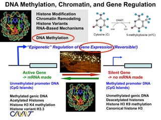 DNA Methylation, Chromatin, and Gene Regulation
               Histone Modification
               Chromatin Remodeling
               Histone Variants
               RNA-Based Mechanisms

               DNA Methylation

          “Epigenetic” Regulation of Gene Expression (Reversible!)




        Active Gene                                Silent Gene
        -> mRNA made                               -> no mRNA made
 Unmethylated promoter DNA                        Methylated promoter DNA
 (CpG Islands)                                    (CpG Islands)

 Methylated genic DNA                             Unmethylated genic DNA
 Acetylated Histones                              Deacetylated histones
 Histone H3 K4 methylation                        Histone H3 K9 methylation
 Histone variant H3.3                             Canonical histone H3
 
