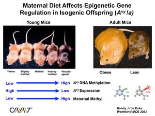 Maternal Diet Affects Epigenetic Gene
       Regulation in Isogenic Offspring (Avy /a)
         Young Mice                          Adult Mice




                                         Obese           Lean

Low                   High Avy DNA Methylation

High                  Low   Avy Expression
Low                   High Maternal Methyl

                                                 Randy Jirtle Duke
                                                 Waterland MCB 2003
 