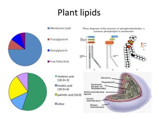 Plant lipids
 
