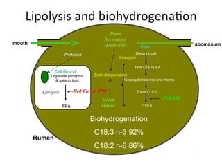 mouth abomasum
Rumen
Organelle phospho-
& galacto lipid
FFA
Lipolysis
Dietary Lipid
FFA C18 PUFA
Conjugated dienes and trienes
Trans C18:1
C18:0
Lipolysis
Biohydrogenation
Cell Bound
Free
Biohydrogenation
C18:3 n-3 92%
C18:2 n-6 86%
Red Clover PPO
Fish Oil
Plant
Secondary
Metabolites
Protozoa
Green
Odour
 