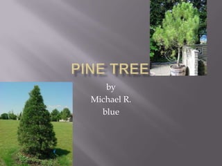PINE TrEE by Michael R. blue 