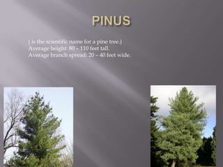 PINUS ( is the scientific name for a pine tree.)Average height: 80 – 110 feet tall.Average branch spread: 20 – 40 feet wide.