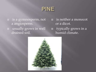 PINE is a gymnosperm, not a angiosperm. usually grows in well drained soil. is neither a monocot or a dicot. typically grows in a humid climate.