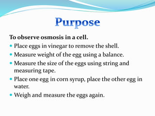 To observe osmosis in a cell.
 Place eggs in vinegar to remove the shell.
 Measure weight of the egg using a balance.
 Measure the size of the eggs using string and
measuring tape.
 Place one egg in corn syrup, place the other egg in
water.
 Weigh and measure the eggs again.
 