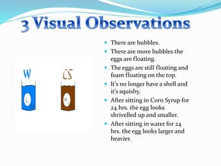  There are bubbles.
 There are more bubbles the
eggs are floating.
 The eggs are still floating and
foam floating on the top.
 It’s no longer have a shell and
it’s squishy.
 After sitting in Corn Syrup for
24 hrs. the egg looks
shrivelled up and smaller.
 After sitting in water for 24
hrs. the egg looks larger and
heavier.
 