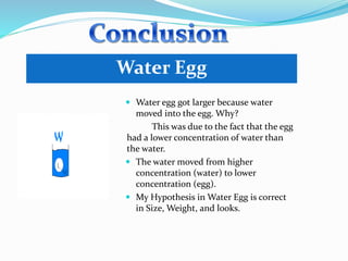 Water Egg
 Water egg got larger because water
moved into the egg. Why?
This was due to the fact that the egg
had a lower concentration of water than
the water.
 The water moved from higher
concentration (water) to lower
concentration (egg).
 My Hypothesis in Water Egg is correct
in Size, Weight, and looks.
 
