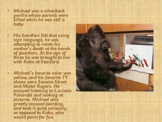 Michael was a silverback gorilla whose parents were killed while he was still a baby. His handlers felt that using sign language, he was attempting to relate his mother's death at the hands of poachers. At the age of three he was brought to live with Koko at Stanford. Michael's favorite color was yellow, and his favorite TV shows were Sesame Street and Mister Rogers. He enjoyed listening to Luciano Pavarotti and looking at pictures. Michael also greatly enjoyed painting, and took it quite seriously, as opposed to Koko, who would paint for fun. 