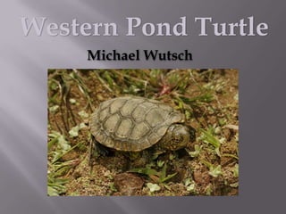 Western Pond Turtle
     Michael Wutsch
 