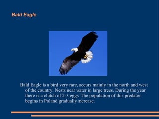 Bald Eagle

Bald Eagle is a bird very rare, occurs mainly in the north and west
of the country. Nests near water in large trees. During the year
there is a clutch of 2-3 eggs. The population of this predator
begins in Poland gradually increase.

 