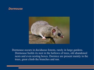 Dormouse

Dormouse occurs in deciduous forests, rarely in large gardens.
Dormouse builds its nest in the hollows of trees, old abandoned
nests and even nesting boxes. Dormice are present mainly in the
trees, great climb the branches and run.

 