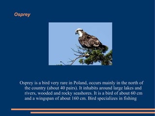 Osprey

Osprey is a bird very rare in Poland, occurs mainly in the north of
the country (about 40 pairs). It inhabits around large lakes and
rivers, wooded and rocky seashores. It is a bird of about 60 cm
and a wingspan of about 160 cm. Bird specializes in fishing

 