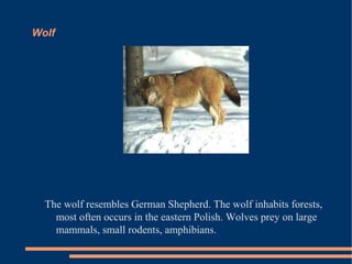 Wolf

The wolf resembles German Shepherd. The wolf inhabits forests,
most often occurs in the eastern Polish. Wolves prey on large
mammals, small rodents, amphibians.

 