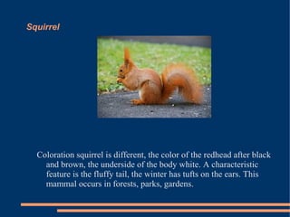 Squirrel

Coloration squirrel is different, the color of the redhead after black
and brown, the underside of the body white. A characteristic
feature is the fluffy tail, the winter has tufts on the ears. This
mammal occurs in forests, parks, gardens.

 