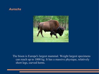 Aurochs

The bison is Europe's largest mammal. Weight largest specimens
can reach up to 1000 kg. It has a massive physique, relatively
short legs, curved horns.

 