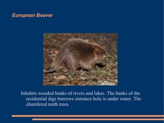 European Beaver

Inhabits wooded banks of rivers and lakes. The banks of the
residential digs burrows entrance hole is under water. The
chamfered teeth trees

 