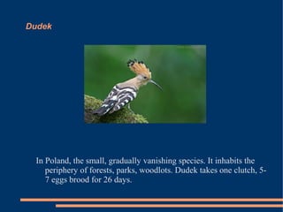 Dudek

In Poland, the small, gradually vanishing species. It inhabits the
periphery of forests, parks, woodlots. Dudek takes one clutch, 57 eggs brood for 26 days.

 