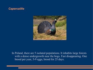 Capercaillie

In Poland, there are 5 isolated populations. It inhabits large forests
with a dense undergrowth near the bogs. Fast disappearing. One
brood per year, 5-9 eggs, brood for 25 days.

 