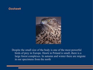 Goshawk

Despite the small size of the body is one of the most powerful
birds of prey in Europe. Hawk in Poland is small, there is a
large forest complexes. In autumn and winter there are migrate
in our specimens from the north

 