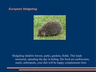 European Hedgehog

Hedgehog inhabits forests, parks, gardens, fields. This leads
nocturnal, spending the day in hiding. His food are earthworms,
snails, arthropods, your diet will be happy complements fruit.

 