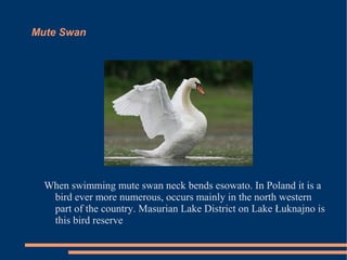 Mute Swan

When swimming mute swan neck bends esowato. In Poland it is a
bird ever more numerous, occurs mainly in the north western
part of the country. Masurian Lake District on Lake Łuknajno is
this bird reserve

 