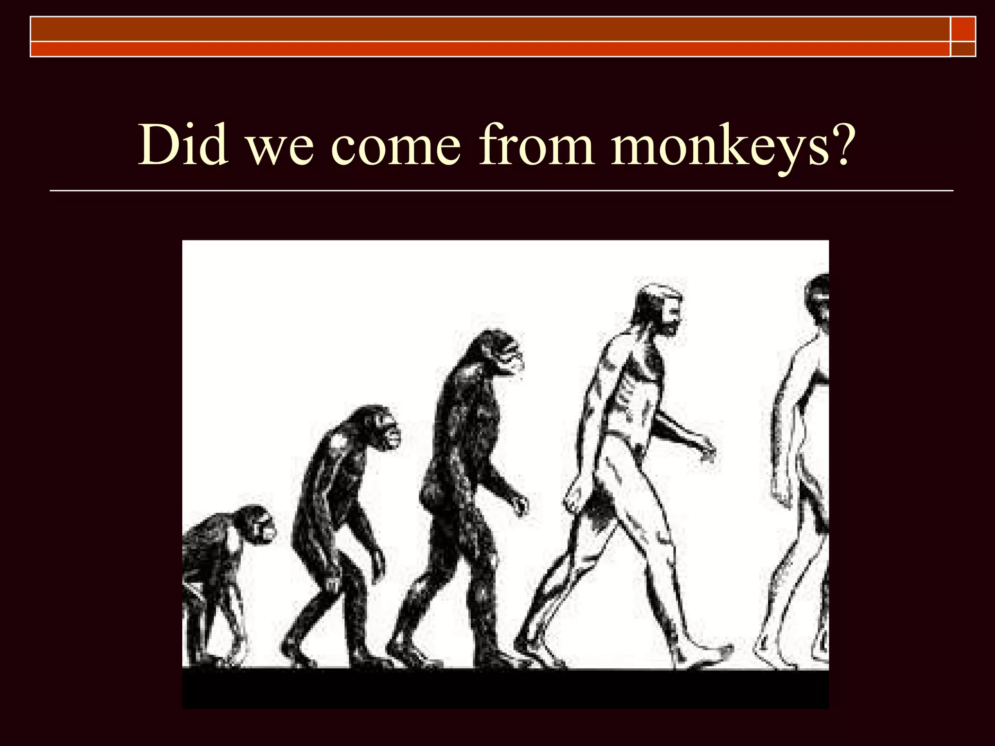 Did we come from monkeys? 