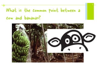 + 1
What is the common point between a
cow and bananas?
 