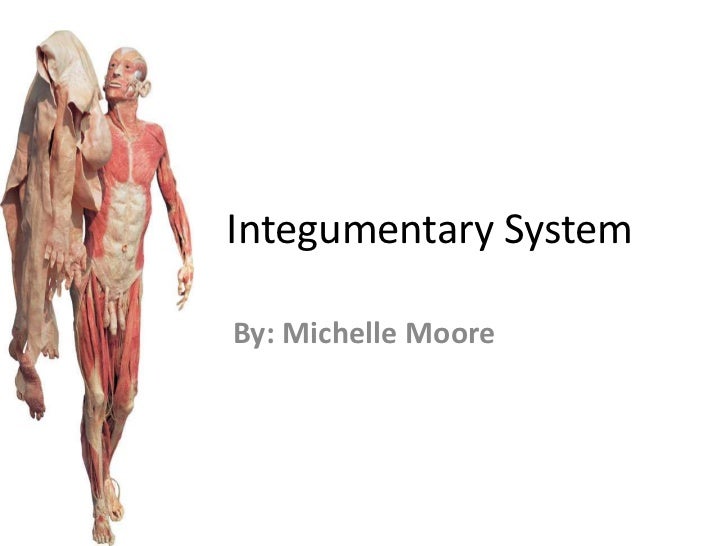 Michelle integumentary system