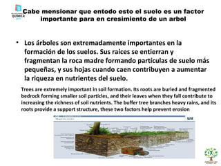 Cabe mensionar que entodo esto el suelo es un factor importante para en cresimiento de un arbol Los árboles son extremadamente importantes en la formación de los suelos. Sus raíces se entierran y fragmentan la roca madre formando partículas de suelo más pequeñas, y sus hojas cuando caen contribuyen a aumentar la riqueza en nutrientes del suelo.  Trees are extremely important in soil formation. Its roots are buried and fragmented bedrock forming smaller soil particles, and their leaves when they fall contribute to increasing the richness of soil nutrients. The buffer tree branches heavy rains, and its roots provide a support structure, these two factors help prevent erosion 