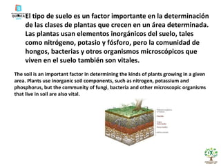 El tipo de suelo es un factor importante en la determinación de las clases de plantas que crecen en un área determinada. Las plantas usan elementos inorgánicos del suelo, tales como nitrógeno, potasio y fósforo, pero la comunidad de hongos, bacterias y otros organismos microscópicos que viven en el suelo también son vitales. The soil is an important factor in determining the kinds of plants growing in a given area. Plants use inorganic soil components, such as nitrogen, potassium and phosphorus, but the community of fungi ,  bacteria and other microscopic organisms that live in soil are also vital. 