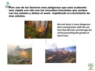 Pero uno de los factores mas peligrosos que esta acabando mas rápido con ello son los incendios forestales que acaban con los arboles y dañan el suelo  impidiendo el crecimiento de mas arboles. But one factor is more dangerous than running faster with this are fires that kill trees and damage the soil by preventing the growth of more trees. 