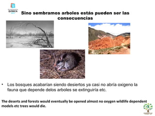 Sino sembramos arboles estás pueden ser las consecuencias Los bosques acabarían siendo desiertos ya casi no abría oxigeno la fauna que depende delos arboles se extinguiría etc. The deserts and forests would eventually be opened almost no oxygen wildlife dependent models etc trees would die. 