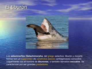El tiburón Los  selacimorfos  ( Selachimorpha , del  griego   selachos , tiburón y  morphé , forma) son un  superorden  de  condrictios  ( peces  cartilaginosos) conocidos vulgarmente con el nombre de  tiburones , o también llamados  escualos . Se caracterizan por ser grandes  predadores   