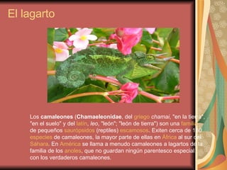 El lagarto Los  camaleones  ( Chamaeleonidae , del  griego   chamai , "en la tierra", "en el suelo" y del  latín ,  leo , "león"; "león de tierra") son una  familia  de pequeños  saurópsidos  (reptiles)  escamosos . Exiten cerca de 160  especies  de camaleones, la mayor parte de ellas en  África  al sur del  Sáhara . En  América  se llama a menudo camaleones a lagartos de la familia de los  anoles , que no guardan ningún parentesco especial con los verdaderos camaleones. 